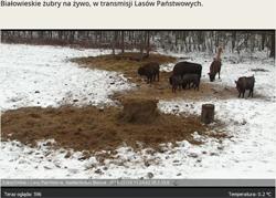 Bialowieskie zubry na zywo, w transmisji Lasow Panstwowych.